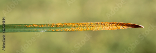 Symptoms of Wheat leaf rust caused by Puccinia rust fungus photo