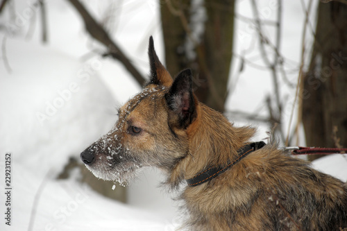 small pooch dog half-breed terrier on a leash in the snow photo