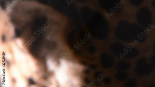 Close up of a jaguar. The camera moves close to the body of the animal that also moves from side to side