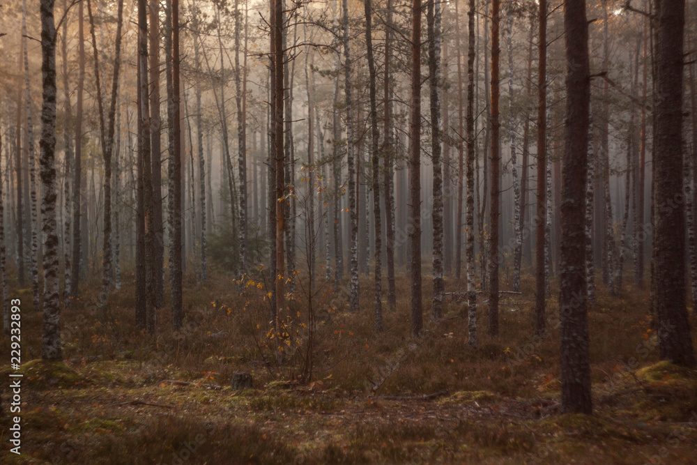 Mysterious foggy morning in leafy forest Mysterious foggy morning in leafy forest