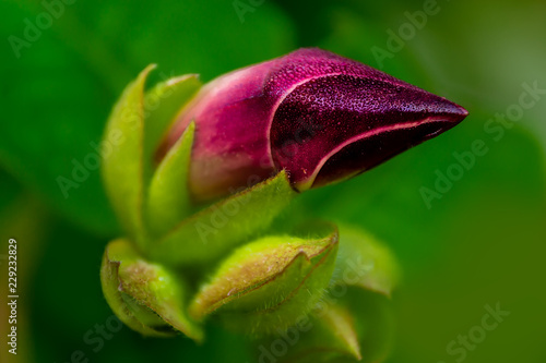 Fényképezés bud covered in morning dew