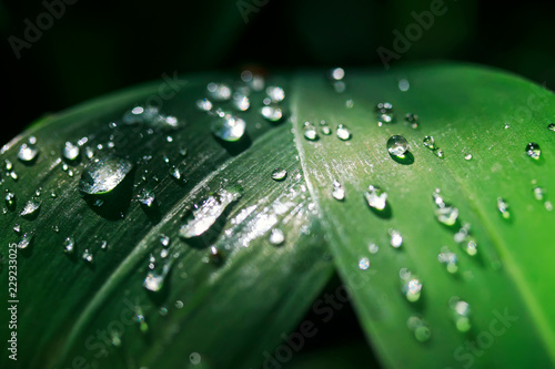 natural background with brilliant iridescent drops of dew on a bright juicy g...