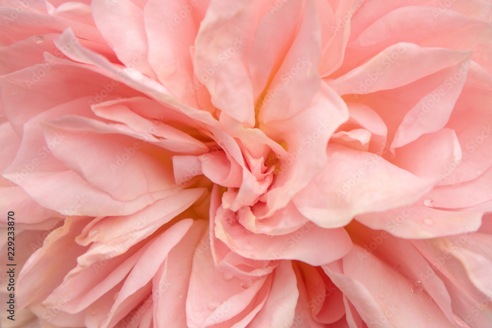 A Pattern of Pink Rose Petals on the Flower