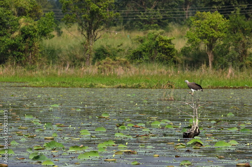 Graukopfseeadler in Sri Lanka photo