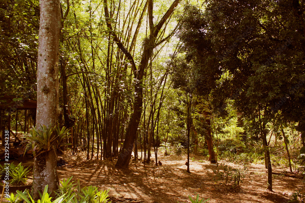 Fototapeta premium Tangle of twigs