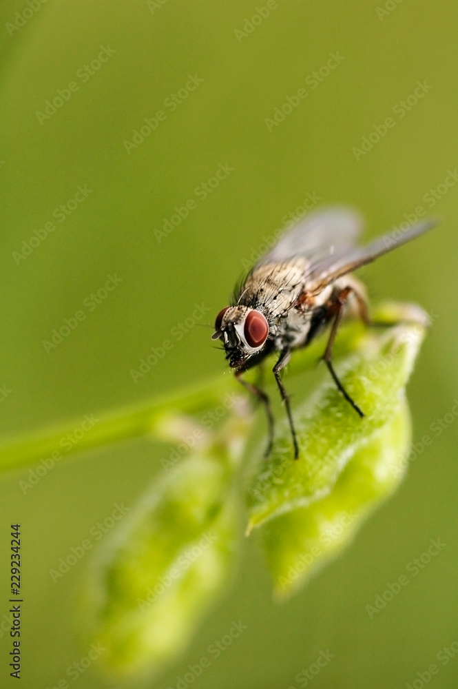 macro fly on a leaf macro fly on a leaf