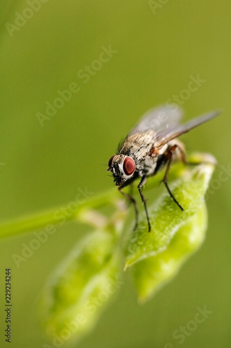 macro fly on a leaf