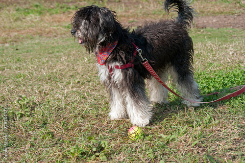 black puppy dog with red leash. © zenzaetr