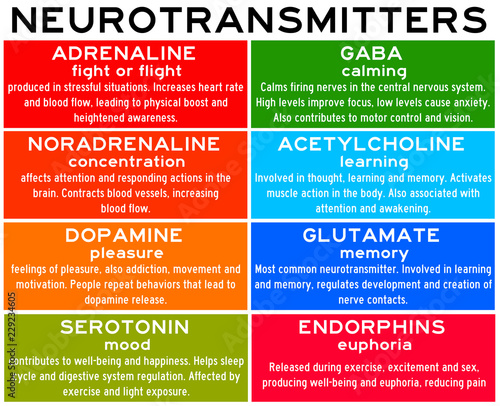 list of neurotransmitters photo