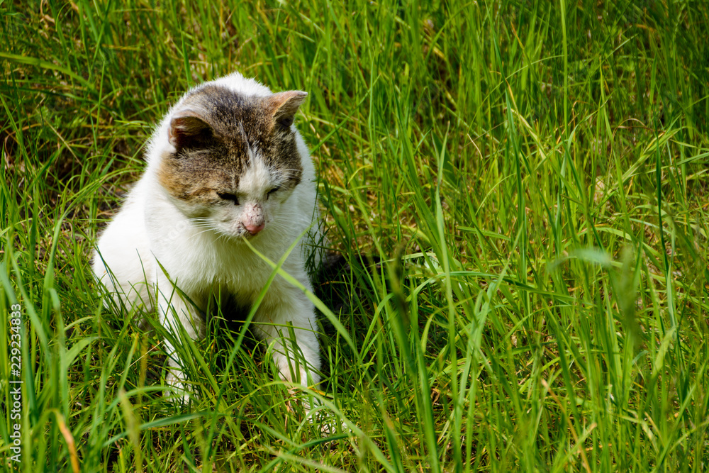 The homeless tricolor (white, black and brown) cat with a scratched nose. A stray cat lies and thoughtfully looks at the green grass.