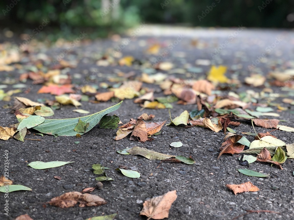 fall leaves on the pavement in autumn fall leaves on the pavement in autumn