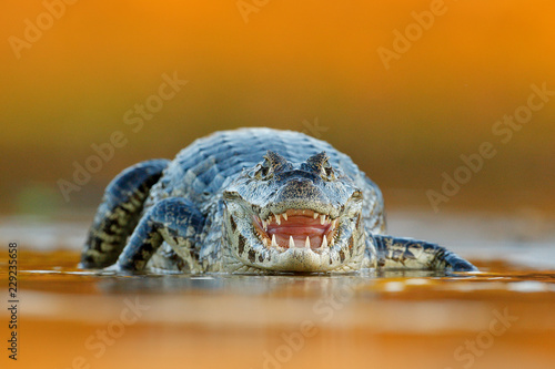 Yacare Caiman, crocodile with open muzzle with big teeth, Pantanal, Brazil. Detail portrait of danger reptile.