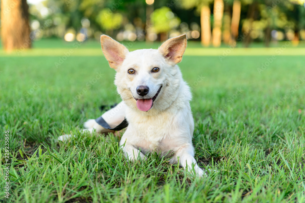 dog theme white crossbreed dog outdoor dog theme white crossbreed dog outdoor