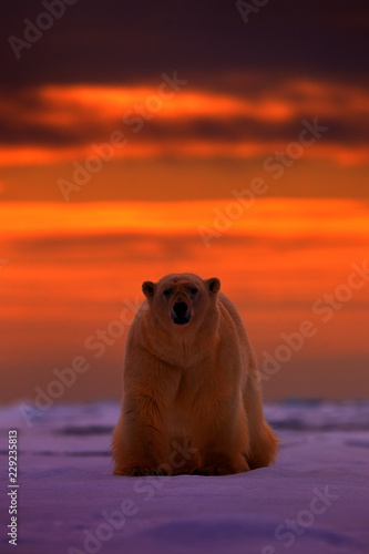 Polar bear sunset in the Arctic. Bear on the drifting ice with snow, with evening orange sun, Svalbard, Norway. Beautiful red sky with danger animal, face walking. Wildlife scene from nature.