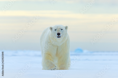 Polar bear, face walking in snow, Canada winter. White animal in the nature habitat, America. Wildlife scene from nature. Dangerous bear on the ice, beautiful evening sky.