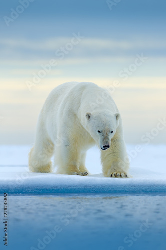 Polar bear on drift ice edge with snow and water in Norway sea. White animal in the nature habitat, Europe. Wildlife scene from nature. Dangerous bear walking on the ice, beautiful evening sky.