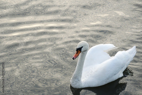 single elegance white swan bird wildlife animal swim in lake water nature background