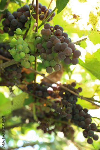 Bunches of ripe grapes growing at vineyard, closeup