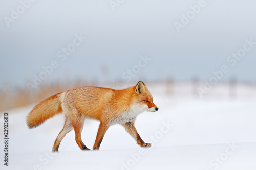 Red fox in white snow. Beautiful orange coat animal nature. Wildlife Europe. Detail close-up portrait of nice fox. Cold winter with orange fur fox. Hunting animal in the snowy meadow, Germany.