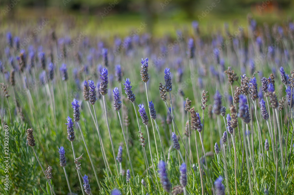 campo de lavanda exterior