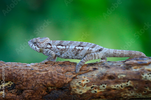 Warty chameleon Furcifer verrucosus sitting on the branch in forest habitat. Exotic beautifull endemic green reptile with long tail from Madagascar. Wildlife scene from nature. photo
