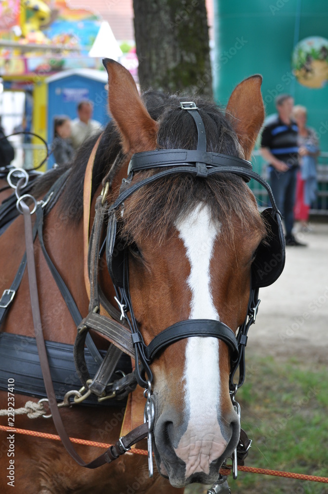 Obraz premium Cheval prêt pour la balade