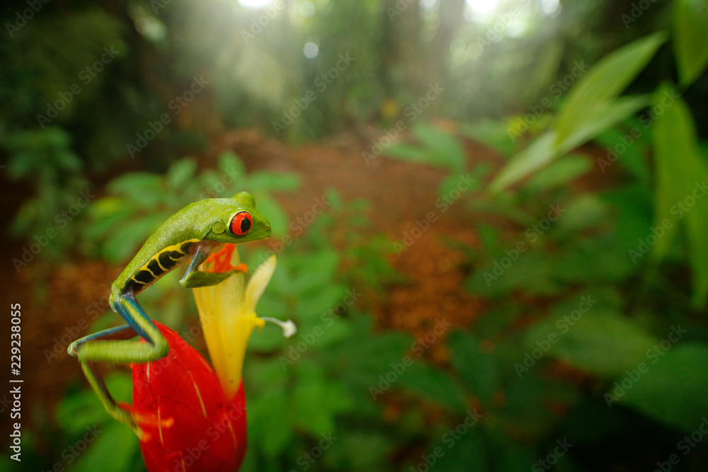 red eyed tree frog predators