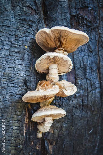 Edible mushrooms grow on burnt tree, Neolentinus lepideus  photo