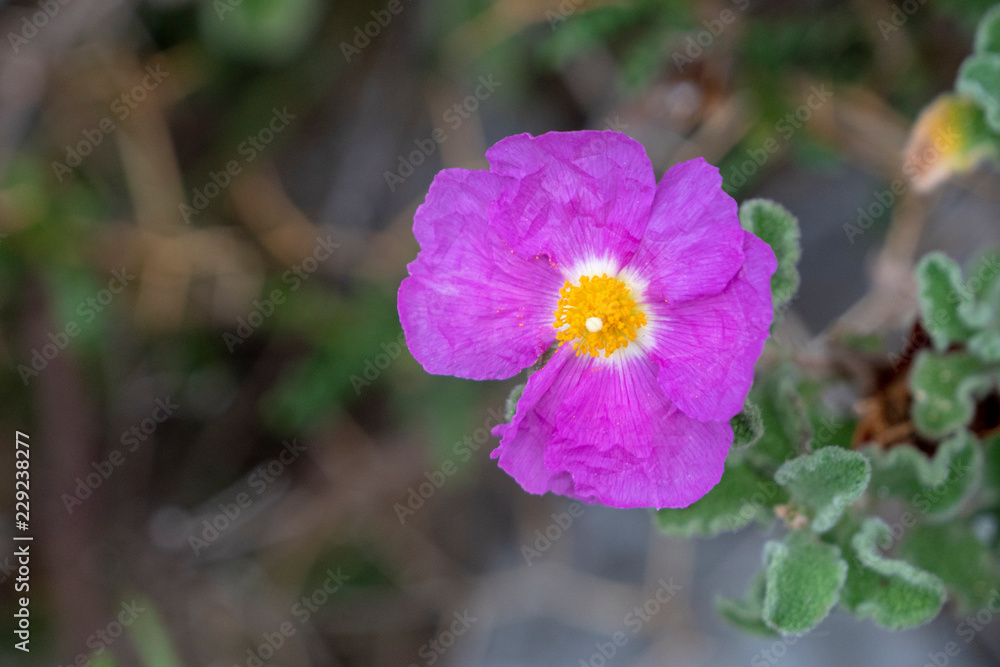 Knallig bunt gefärbte Blume in Griechenland Knallig bunt gefärbte Blume in Griechenland