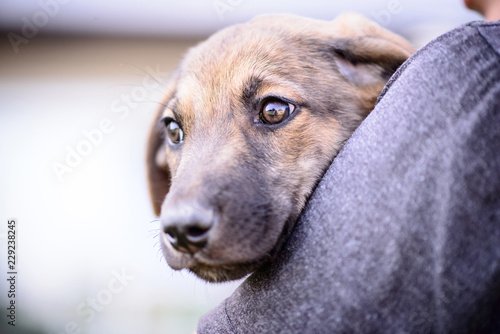 little puppy with person outdoor