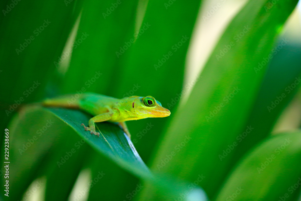 Fototapeta premium Grenada Richard's tree anole, Anolis richardii, in the nature habitat. Beautiful portrait of rare lizard from Trinidad and Tobago. Basilisk in the green forest near the river, wild nature forest.