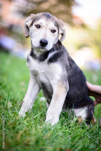 pet portrait puppy half-breed outdoor