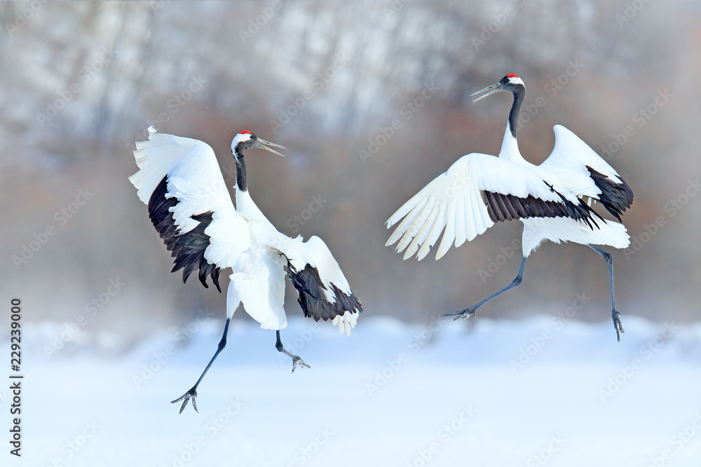 Fototapeta premium Dancing pair of Red-crowned crane with open wings, winter Hokkaido, Japan. Snowy dance in nature. Courtship of beautiful large white birds in snow. Animal love mating behaviour, bird dance.