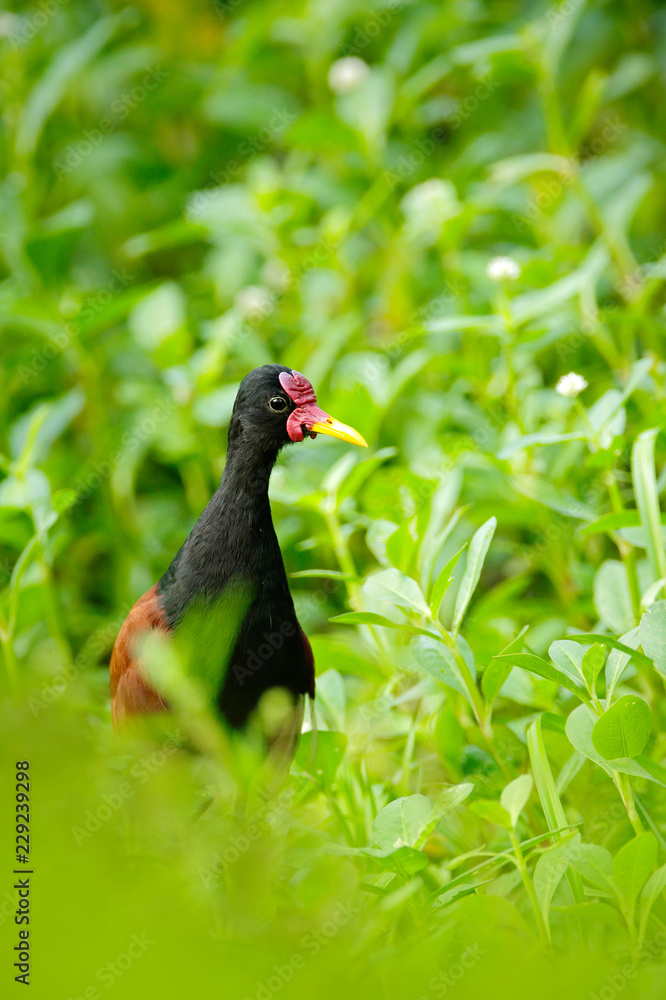 Wattled Jacana, wader bird from Trinidad and Tobago. Bird with long leg in the water grass. Jacana in habitat, green vegetation. Beautiful wader from nature. Wildlife scene from Caribbean. Wattled Jacana, wader bird from Trinidad and Tobago. Bird with long leg in the water grass. Jacana in habitat, green vegetation. Beautiful wader from nature. Wildlife scene from Caribbean.