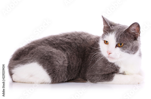 White and gray kitty lying on a white table. Isolated on a white background