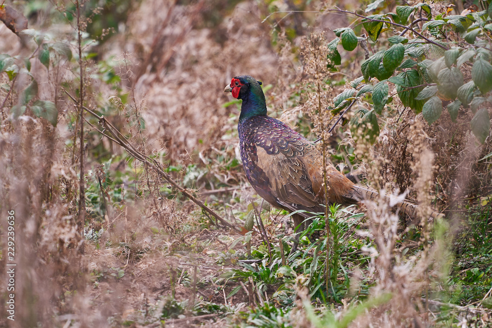 Male European Common Pheasant, Phasianus colchicus, bird in the bush, Picture taken in the autumn during the hunting season in Czech repubic, eastern or central europe.
