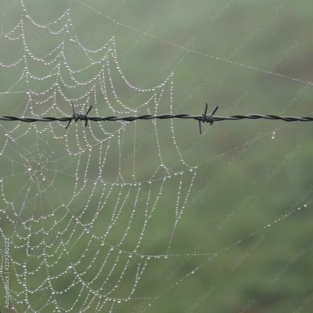 big spider web