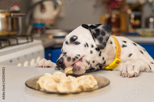 dog steals food from the table