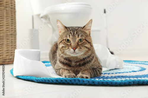 Cute cat playing with roll of toilet paper in bathroom