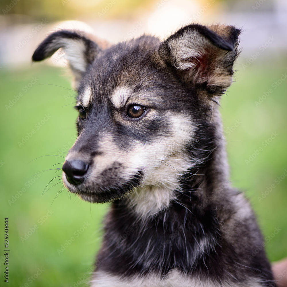 pet portrait puppy half-breed outdoor pet portrait puppy half-breed outdoor