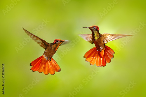 Two hummingbird fight. Red and yellow Ruby-Topaz Hummingbird, Chrysolampis mosquitus, flying with open wings, frontal look with glossy orange head, spread tail, Tobago Island, Trinidad and Tobago. photo