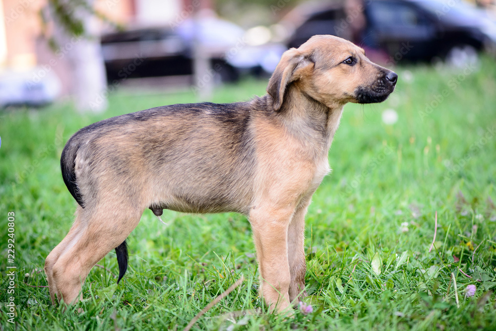 pet portrait puppy half-breed outdoor pet portrait puppy half-breed outdoor