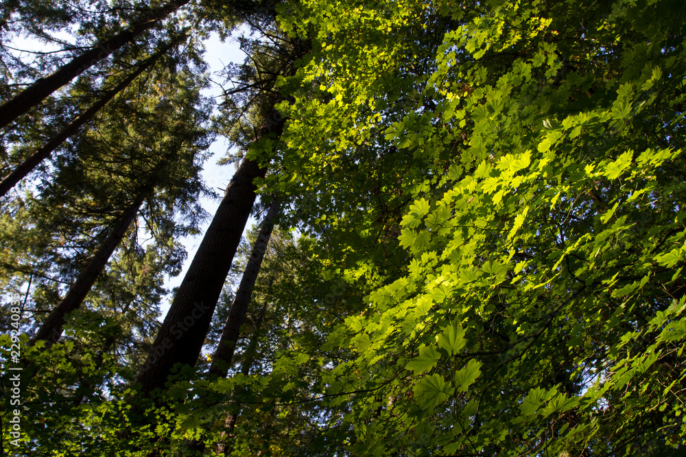 Obraz premium Up angle with autumn colors and branches in Tryon Creek State Park, Oregon.