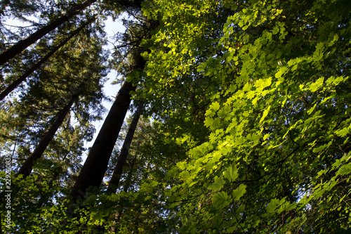 Up angle with autumn colors and branches in Tryon Creek State Park, Oregon. photo