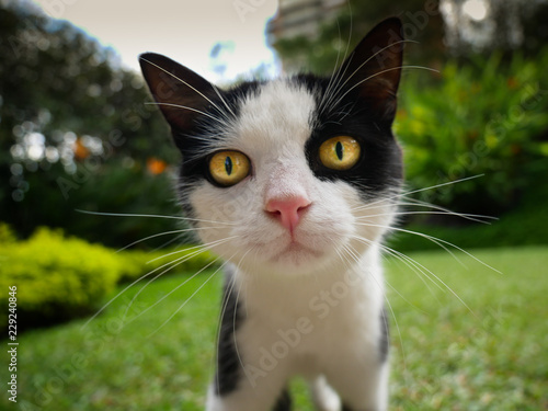 close up of the face of a little curious domestic cat in a house garden looking straight to the camera with yellow eyes