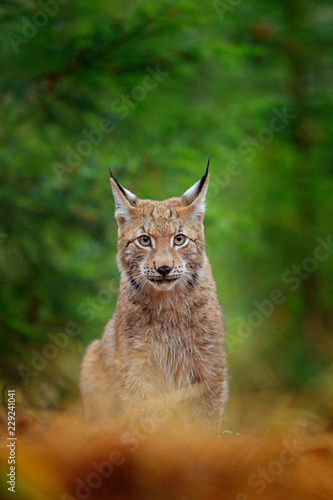 Eurasian lynx walking. Wild cat from Germany. Bobcat among the trees. Hunting carnivore in autumn grass. Lynx in green forest. Wildlife scene from nature, Czech, Europe.