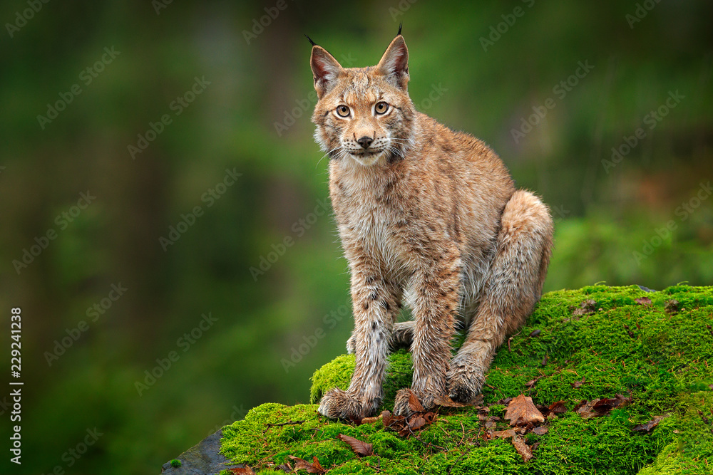 Obraz premium Ryś w lesie. Siedzący dziki kot Eurazji na zielonym omszałym kamieniu, zielony w tle. Dziki ryś w środowisku naturalnym, Niemcy, Europa. Piękne zwierzę, portret twarzy. Scena dzikiej przyrody z natury.