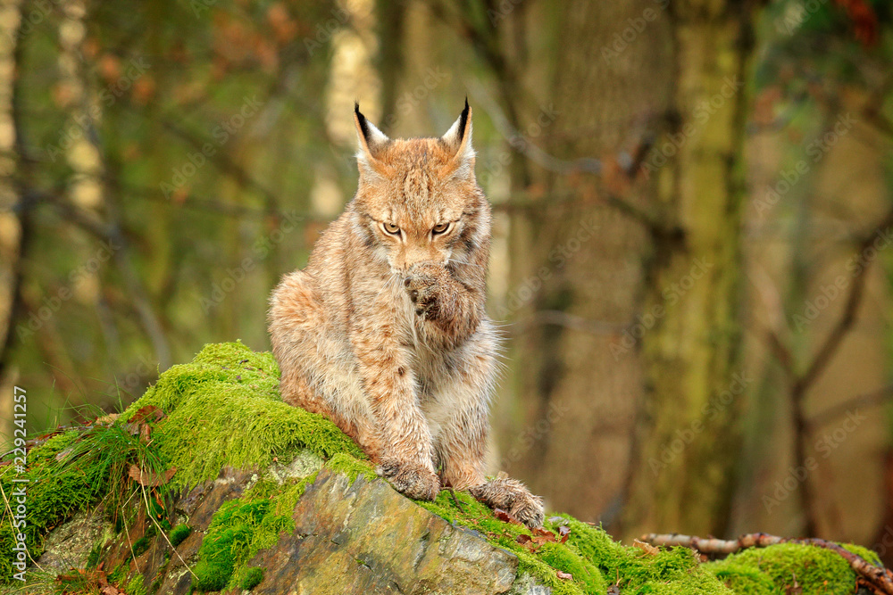 Wild cat cleaning paw. Lynx in the forest. Sitting Eurasian cat on green mossy stone, green in background. Wild cat in theIr nature habitat, Poland, Europe. Wild cat cleaning paw. Lynx in the forest. Sitting Eurasian cat on green mossy stone, green in background. Wild cat in theIr nature habitat, Poland, Europe.