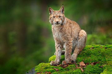 Sierkussen Lynx Lynx op mossteen in bos  © ondrejprosicky