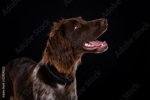 Small munsterlander dog with collar